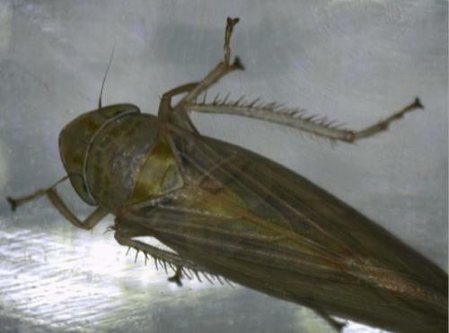 Réf. 353 346 : Deltocephalinae inconnu